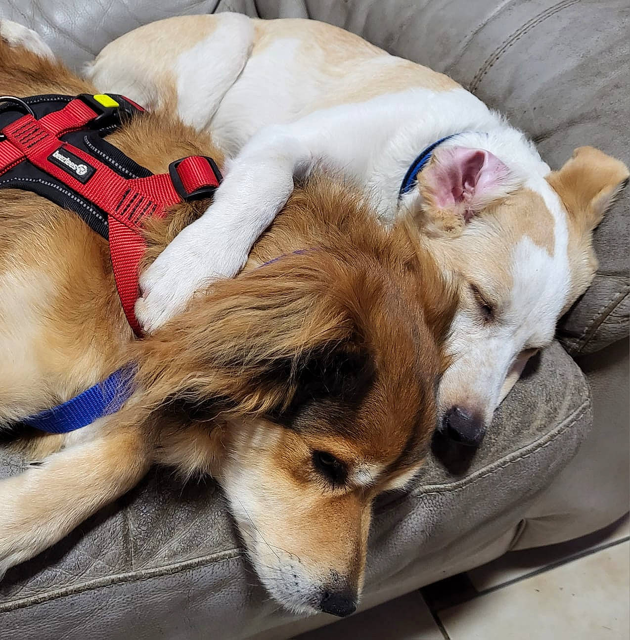 Shadow participe au concours pour gagner de l'argent avec cette photo : aircraft, bed, bored, canidae, carnivore, comfort, companion_dog, couch, dog, dog_breed, dog_supply, fawn, fur, nap, paw, puppy, sleep, sporting_group, whiskers, working_animal