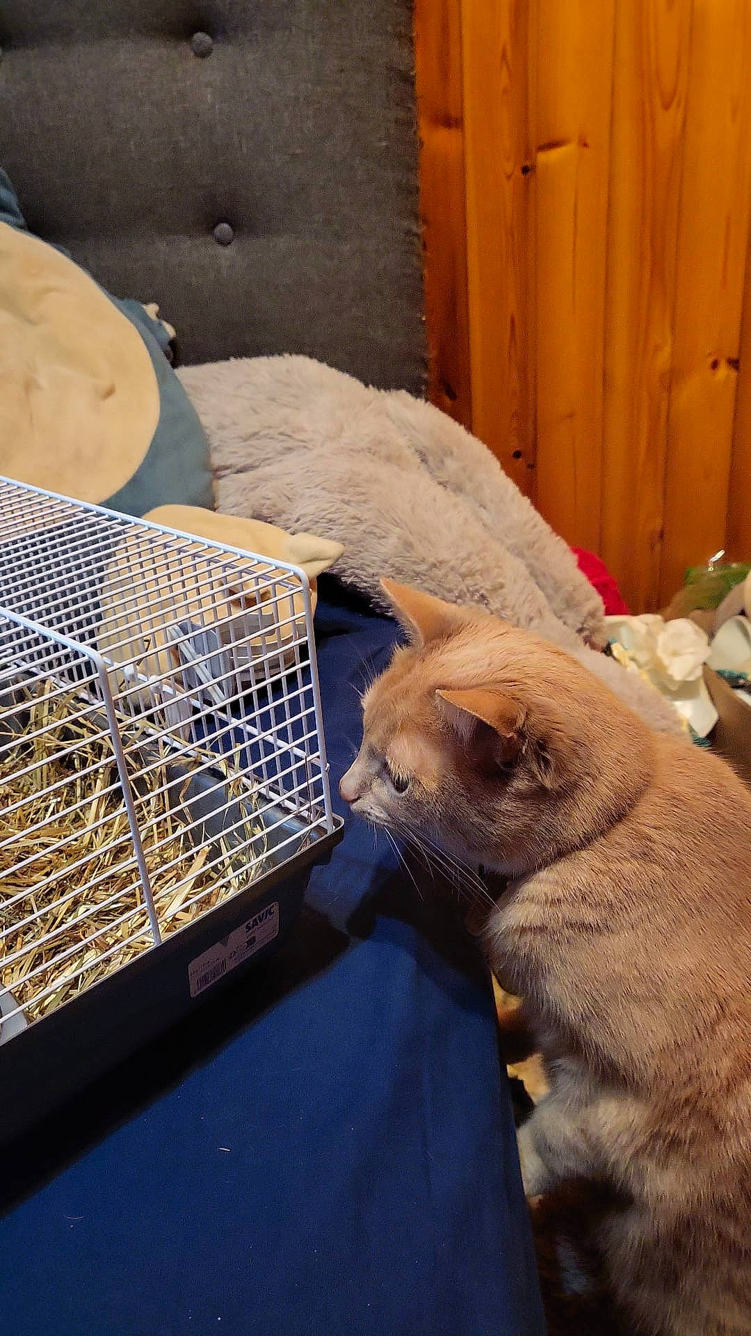 Shushi a rejoint le concours — aidez-le/la à gagner de superbes lots ! cage, comfort, companion_dog, door, fawn, felidae, flooring, fur, mesh, metal, pet_supply, small_to_medium_sized_cats, snout, steel, terrestrial_animal, whiskers, wood