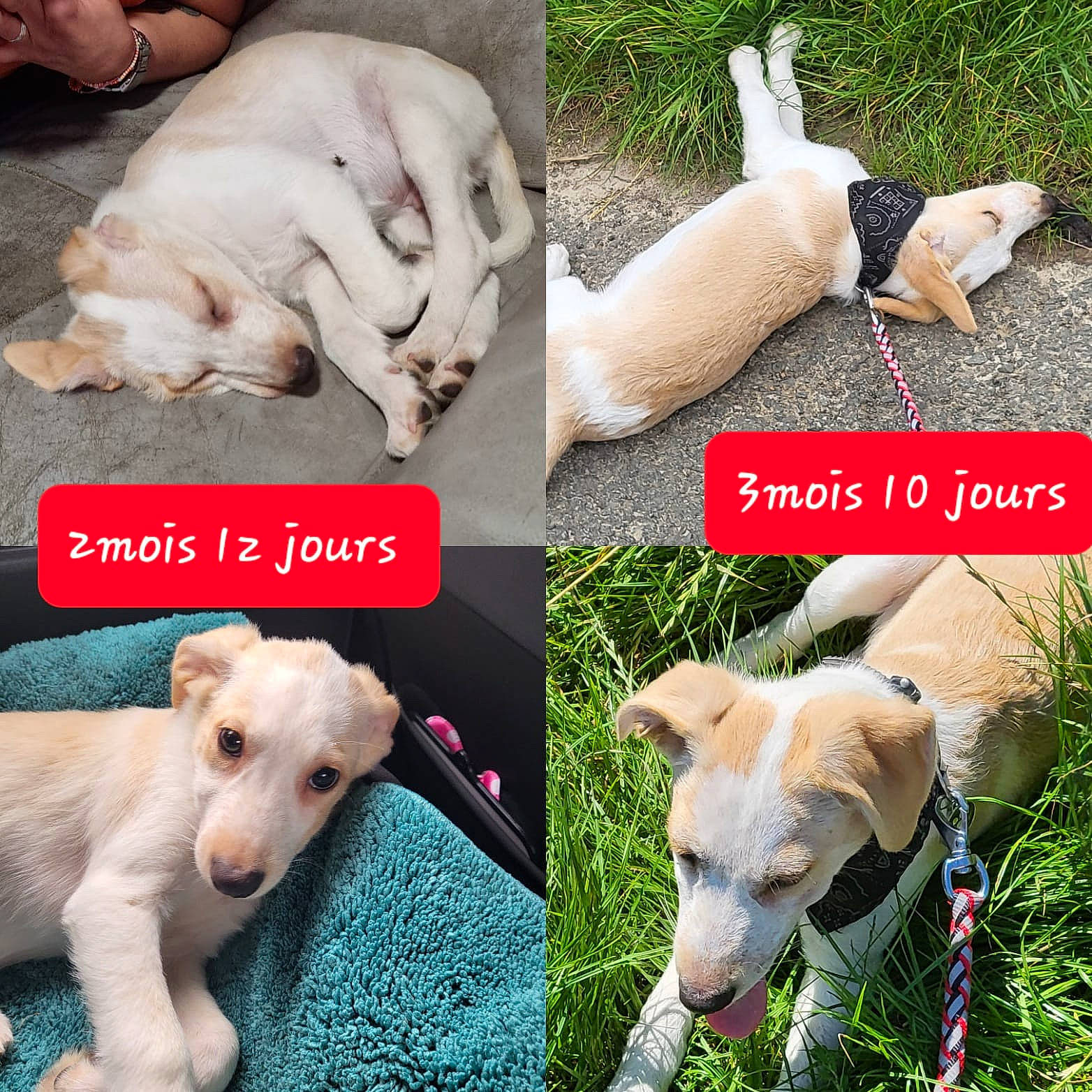 Gouni participe au concours pour gagner de l'argent avec cette photo : carnivore, collar, companion_dog, dog, dog_breed, dog_collar, dog_supply, ear, fawn, gesture, grass, green, happy, mammal, photo_caption, snout, tail, vertebrate, white, working_animal