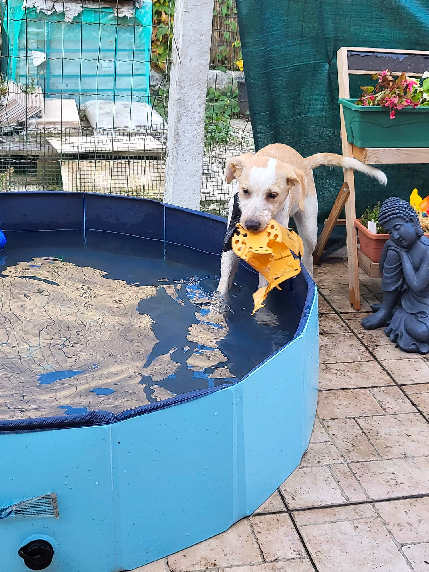 Gouni participe au concours pour gagner de l'argent avec cette photo : automotive_exterior, blue, canidae, carnivore, companion_dog, dog, dog_breed, dog_supply, electric_blue, fun, leisure, outdoor_furniture, pet_supply, play, recreation, sporting_group, toy, water, window, working_animal