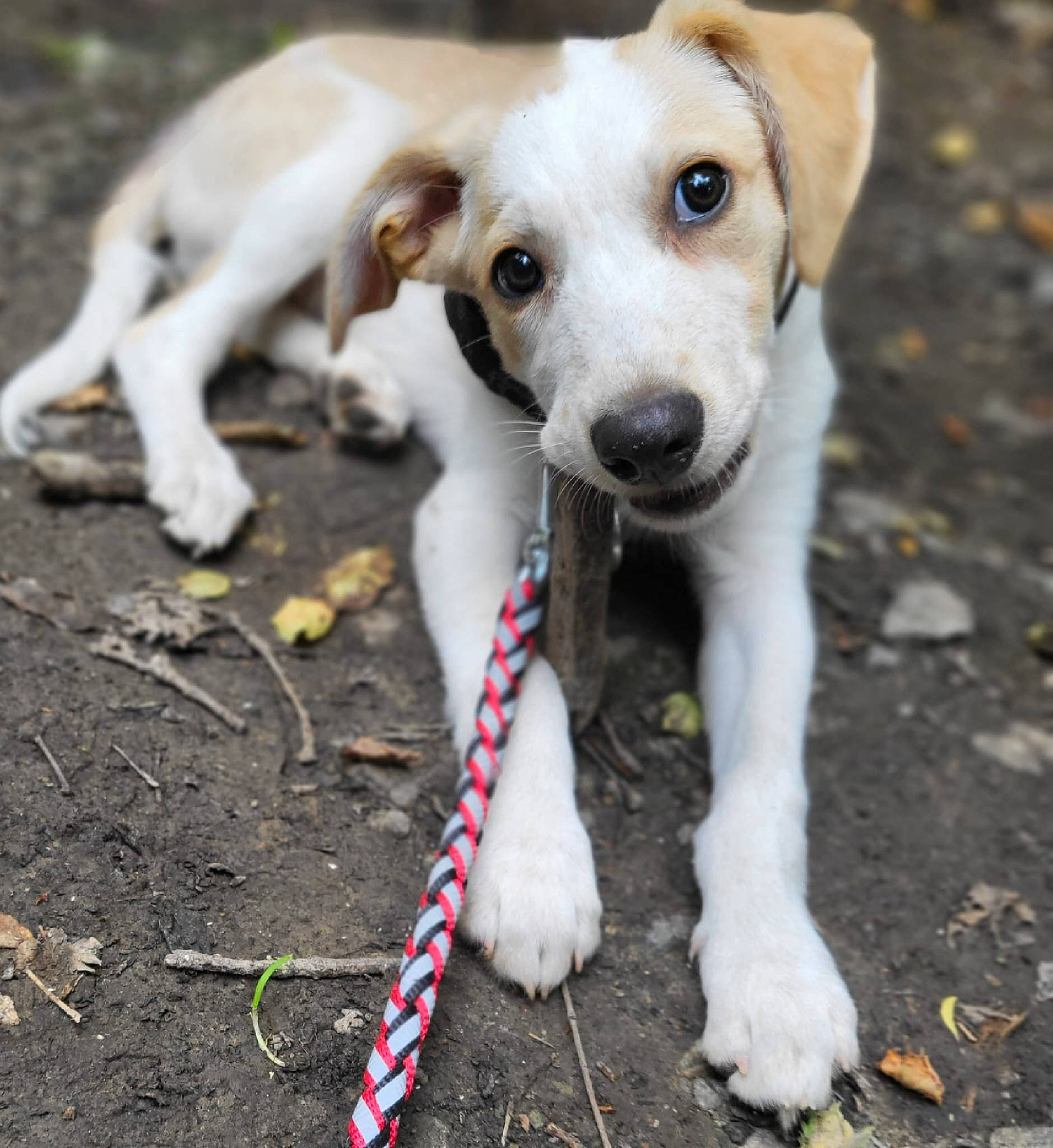 Gouni participe au concours pour gagner de l'argent avec cette photo : canidae, carnivore, collar, companion_dog, dog, dog_breed, dog_collar, fawn, mammal, paw, pet_supply, snout, soil, sporting_group, street_dog, tail, terrestrial_animal, whiskers, wood, working_animal