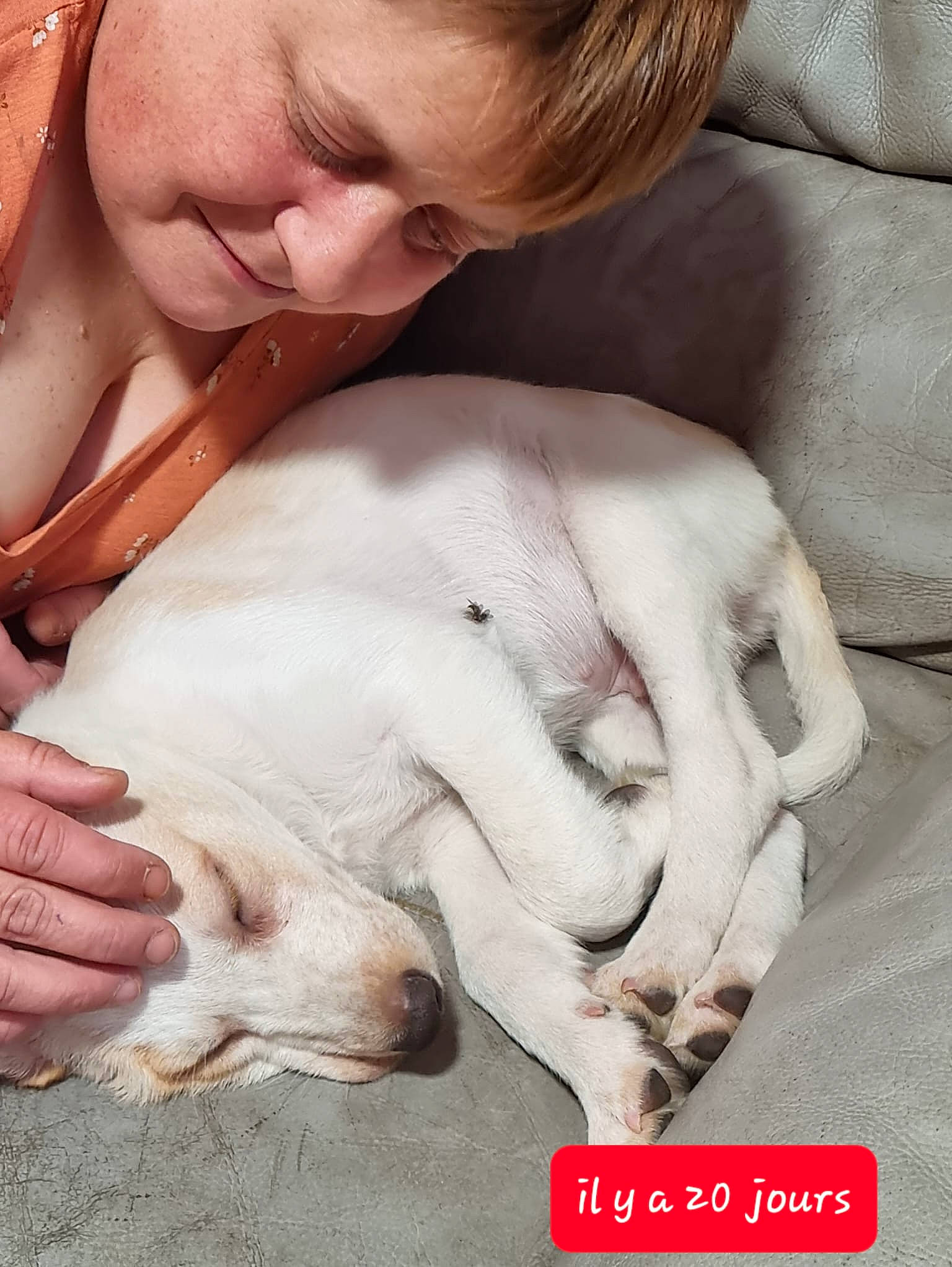 Gouni participe au concours pour gagner de l'argent avec cette photo : carnivore, child, comfort, companion_dog, dog, dog_breed, ear, eyelash, fawn, felidae, fur, gesture, happy, linens, nail, paw, skin, smile, working_animal, wrinkle