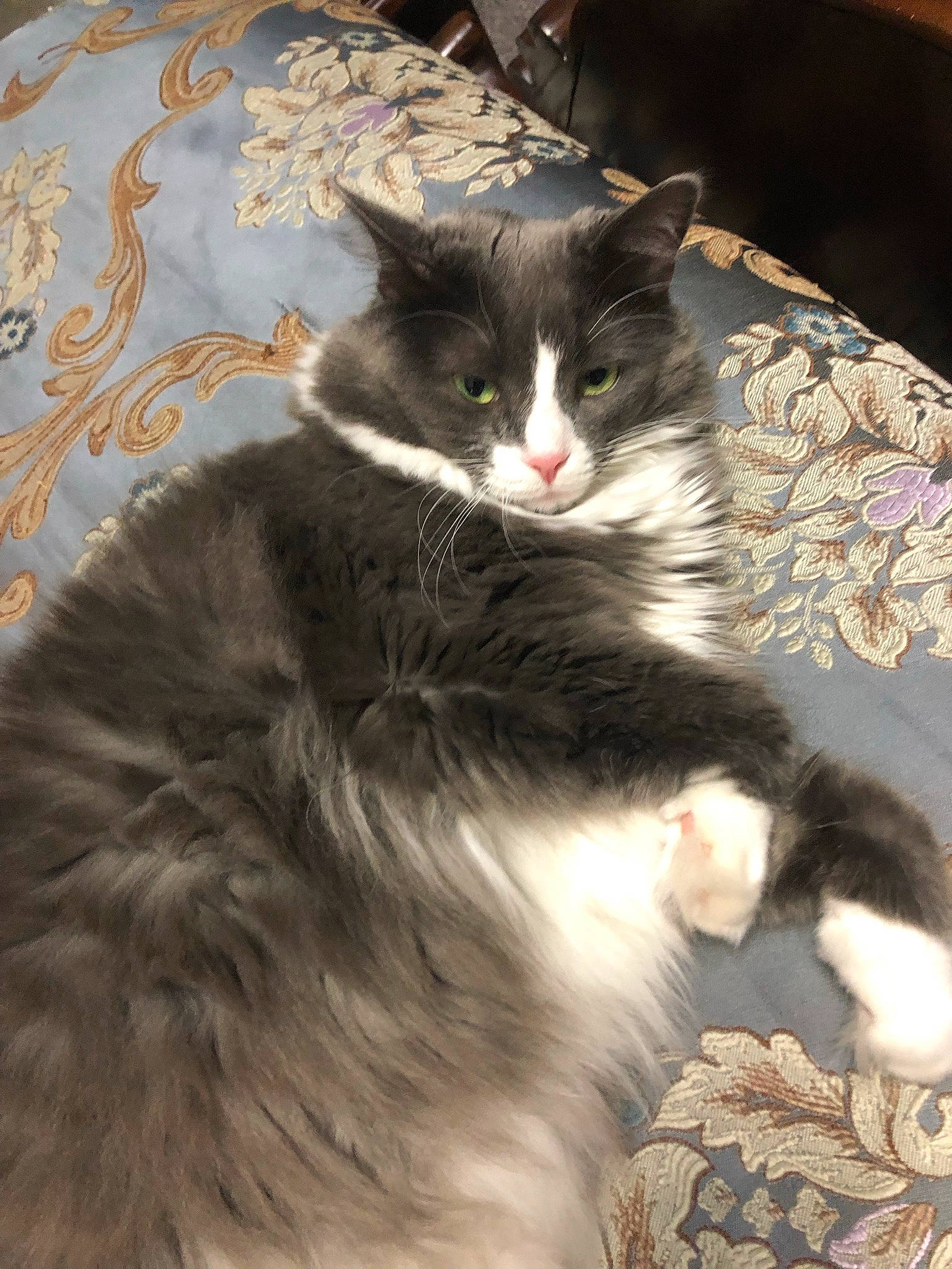 Grace joined the competition — help win amazing prizes! art, black_cat, carnivore, cat, claw, domestic_short_haired_cat, felidae, fur, paw, small_to_medium_sized_cats, tail, tree, whiskers, window