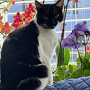 Oreo is registered to the contest to win money with this photo: black_and_white, cat, close_up, colorful, cushion, domestic_animal, feline, flower, greenery, indoor, leaf, nature, orchid, pet, plant, portrait, quilt, sitting, sunlight, window