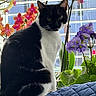 black_and_white, cat, close_up, colorful, cushion, domestic_animal, feline, flower, greenery, indoor, leaf, nature, orchid, pet, plant, portrait, quilt, sitting, sunlight, window