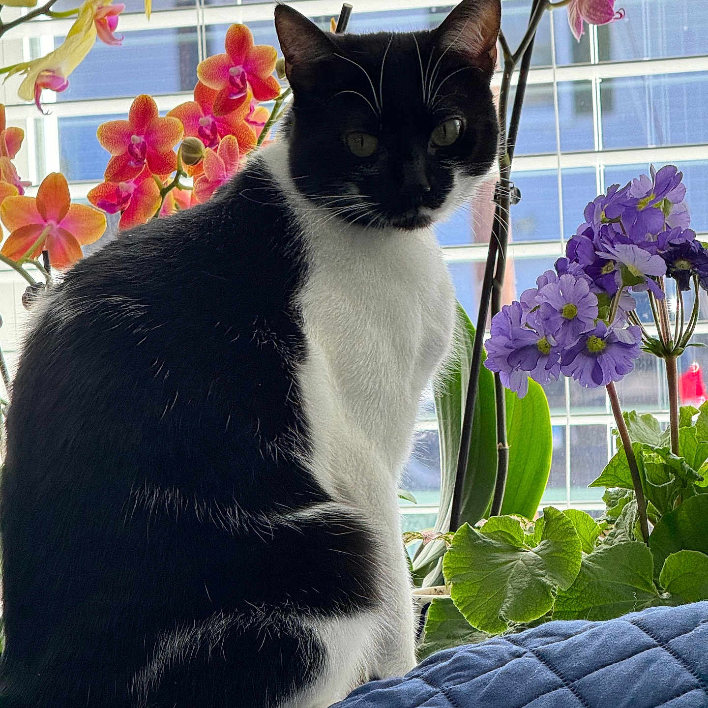 Oreo