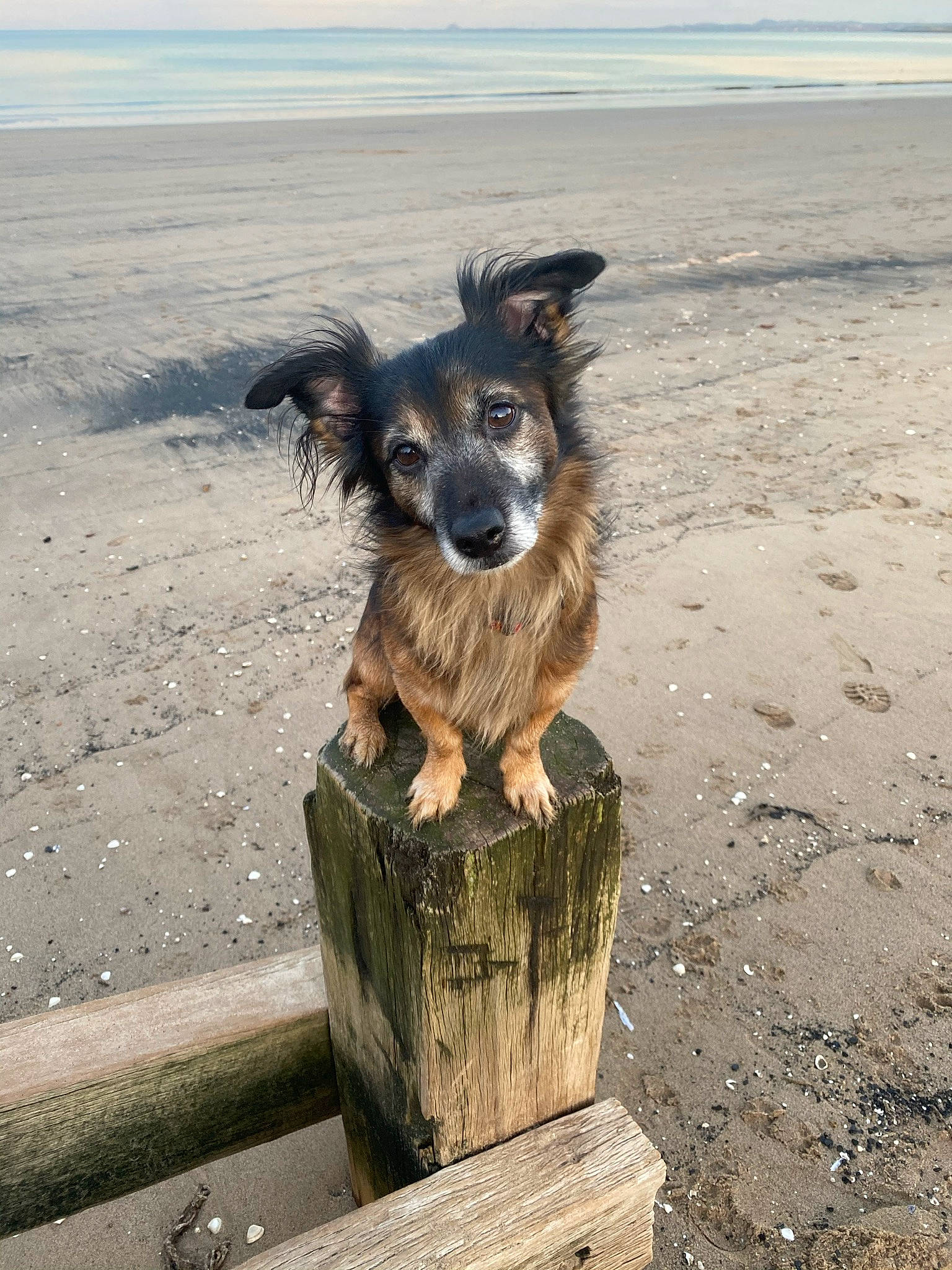Jock is registered to the contest to win money with this photo: beach, canidae, carnivore, companion_dog, dog, dog_breed, dog_supply, fawn, fur, landscape, ocean, small_terrier, snout, soil, sporting_group, water, wind_wave, wood, working_animal, working_dog