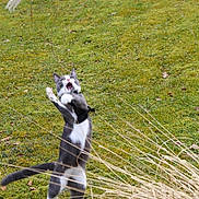 Oggy a rejoint le concours — aidez-le/la à gagner de superbes lots ! cat, grass, outdoor, playful, animal, leaping, nature, green, field, plant, whiskers, tail, white_paws, gray_fur, moss, wild_grass, daylight, funny_expression, active, pet