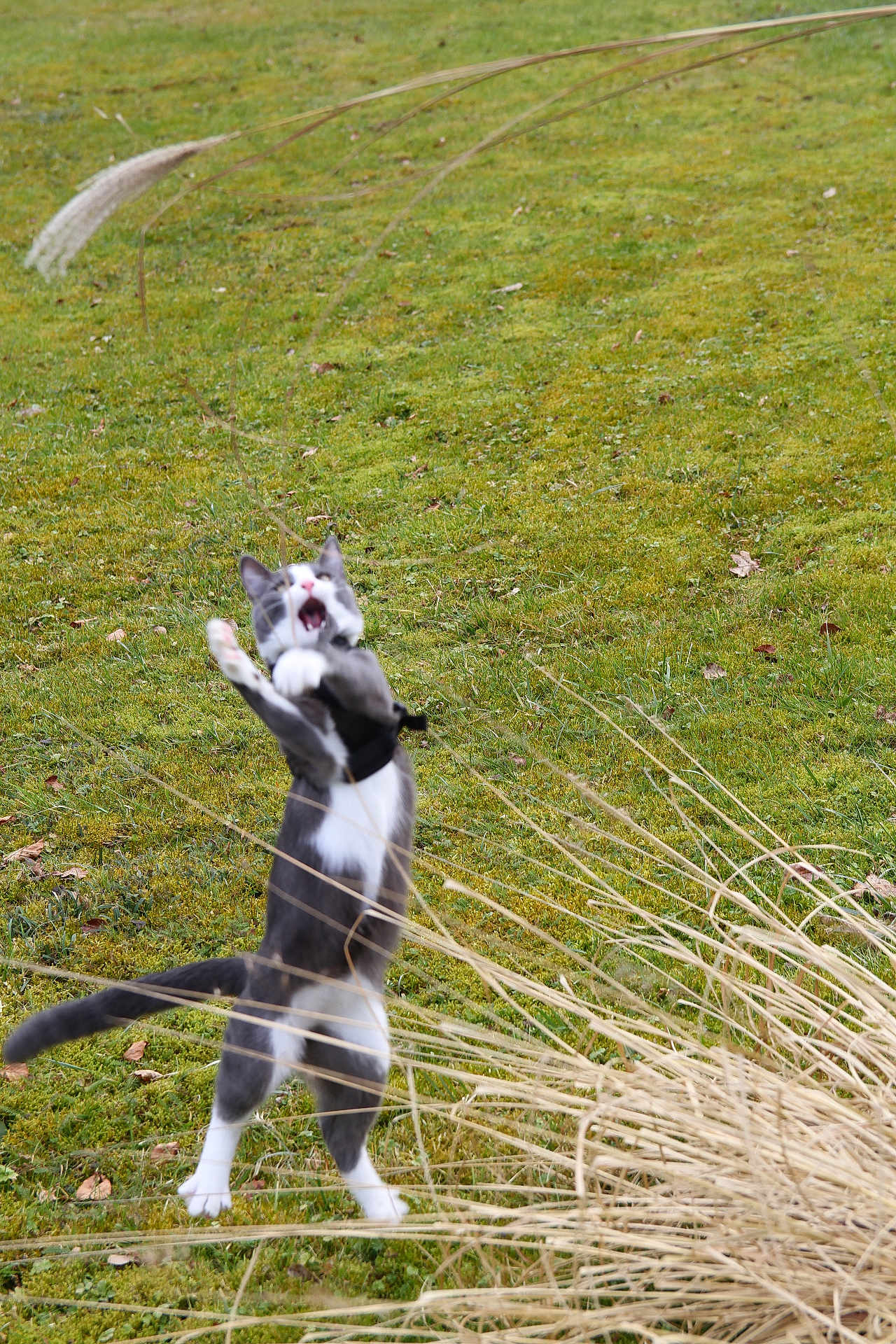 Oggy a rejoint le concours — aidez-le/la à gagner de superbes lots ! cat, grass, outdoor, playful, animal, leaping, nature, green, field, plant, whiskers, tail, white_paws, gray_fur, moss, wild_grass, daylight, funny_expression, active, pet