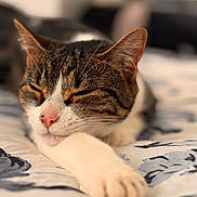 Mamas joined the competition — help win amazing prizes! cat, tabby, white_fur, sleeping, sleepy, closed_eyes, pink_nose, whiskers, paws, stretched_leg, lying_down, bed, bedding, blanket, indoors, bedroom, cozy, close_up, portrait, animal