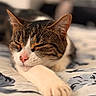 cat, tabby, white_fur, sleeping, sleepy, closed_eyes, pink_nose, whiskers, paws, stretched_leg, lying_down, bed, bedding, blanket, indoors, bedroom, cozy, close_up, portrait, animal