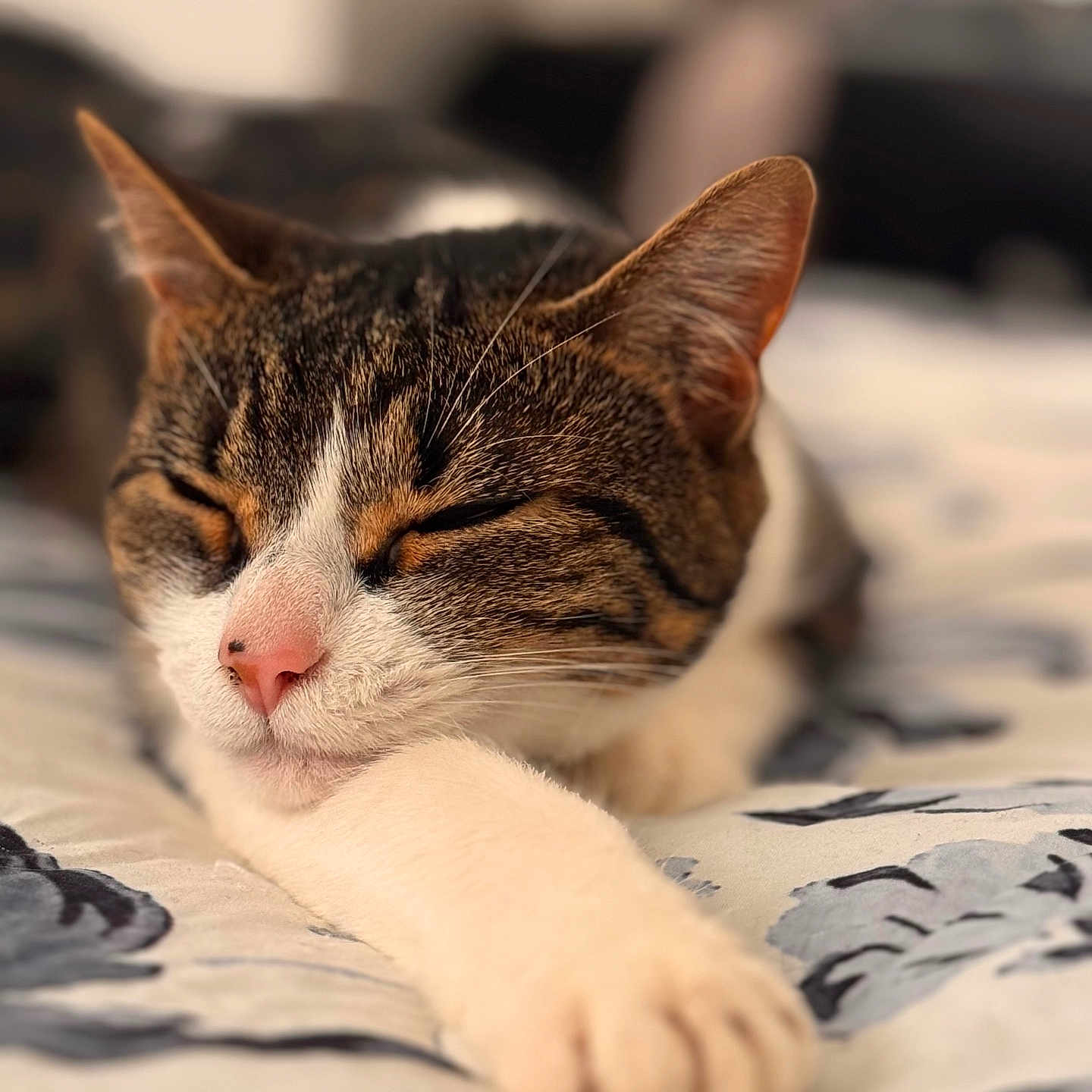 Mamas joined the competition — help win amazing prizes! cat, tabby, white_fur, sleeping, sleepy, closed_eyes, pink_nose, whiskers, paws, stretched_leg, lying_down, bed, bedding, blanket, indoors, bedroom, cozy, close_up, portrait, animal