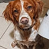 animal, brown, canine, collar, companion, cute, dog, ears, eyes, floor, fur, indoor, looking_up, mammal, nose, pet, sitting, tile, whiskers, white