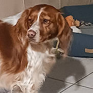 Vanille participe au concours pour gagner de l'argent avec cette photo : dog, brown_and_white, pet, indoor, tile_floor, dog_bed, plush_toy, shadow, wall_paneling, nose, floppy_ears, fur, looking_away, close_up, sitting, tiled_grout, home_interior, curious_expression, soft_lighting, slightly_blurry