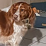 brown_and_white, close_up, curious_expression, dog, dog_bed, floppy_ears, fur, home_interior, indoor, looking_away, nose, pet, plush_toy, shadow, sitting, slightly_blurry, soft_lighting, tile_floor, tiled_grout, wall_paneling