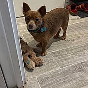 Papy a rejoint le concours — aidez-le/la à gagner de superbes lots ! dog, small_dog, brown_dog, collar, dog_tag, plush_toy, floor, wood_floor, indoor, home, slippers, door, cabinet, pet, curious, animal, standing, toy, domestic, alert