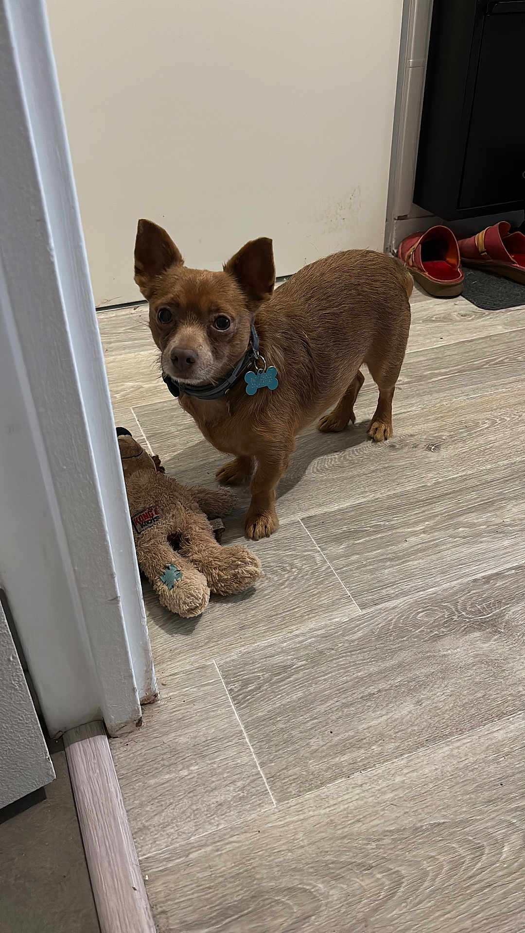 Papy a rejoint le concours — aidez-le/la à gagner de superbes lots ! dog, small_dog, brown_dog, collar, dog_tag, plush_toy, floor, wood_floor, indoor, home, slippers, door, cabinet, pet, curious, animal, standing, toy, domestic, alert