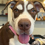 Piper is registered to the contest to win money with this photo: animal, background_blur, brown_and_white, canine, close_up, cute, dog, domestic, ears, eyes, face, friendly, fur, indoor, nose, pet, pink_collar, snout, tongue, tongue_out