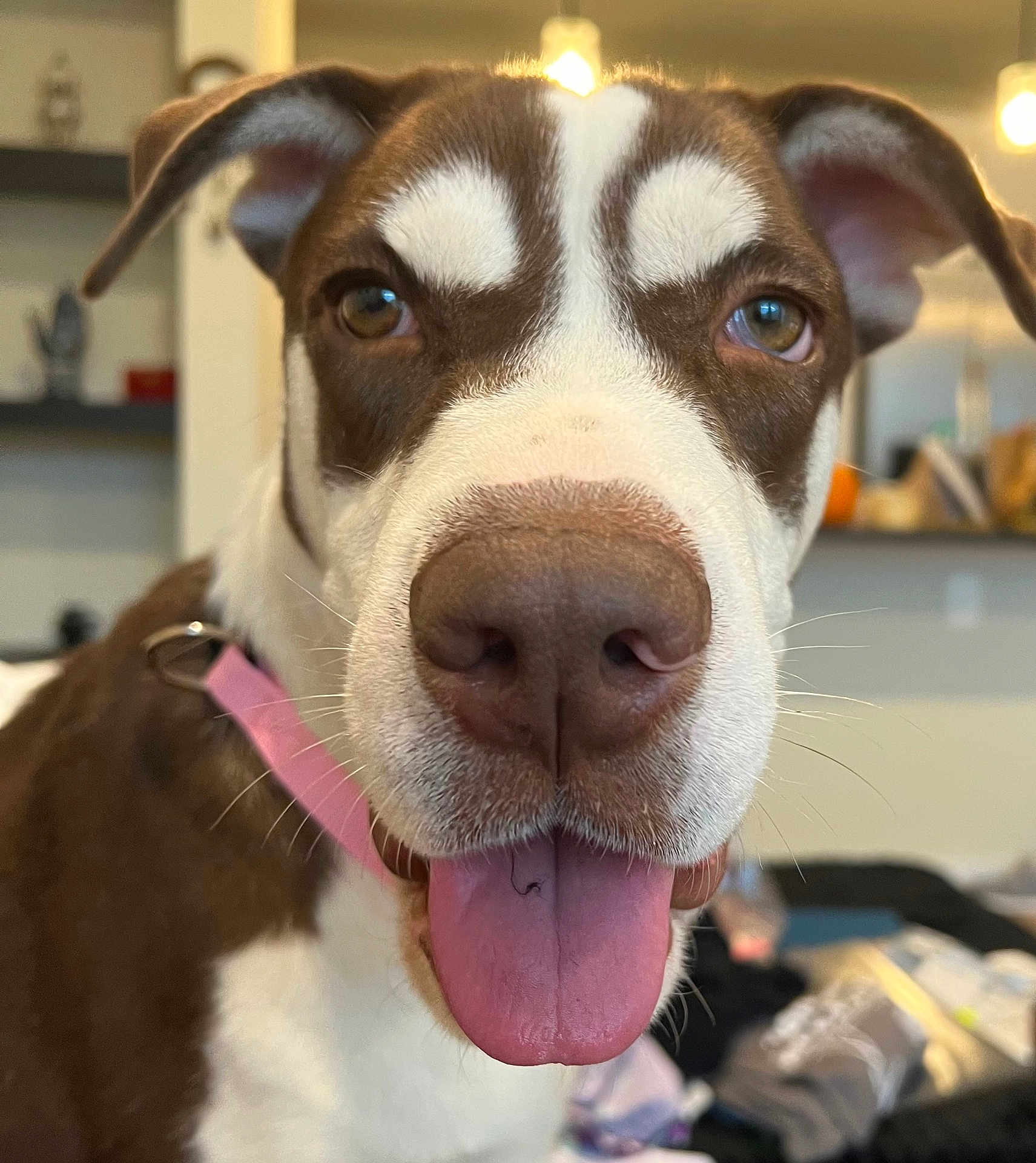 Piper is registered to the contest to win money with this photo: animal, background_blur, brown_and_white, canine, close_up, cute, dog, domestic, ears, eyes, face, friendly, fur, indoor, nose, pet, pink_collar, snout, tongue, tongue_out