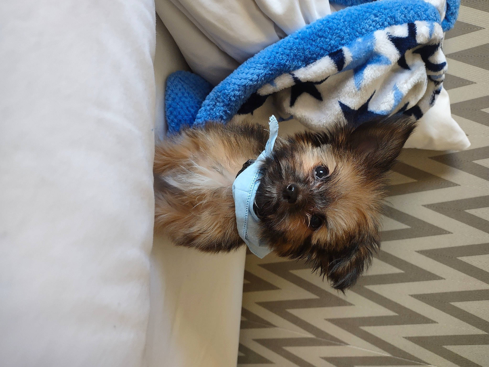 Barney is registered to the contest to win money with this photo: canidae, carnivore, claw, comfort, companion_dog, dog_breed, domestic_short_haired_cat, electric_blue, fawn, felidae, flooring, fur, paw, rodent, small_to_medium_sized_cats, snout, tail, terrestrial_animal, toy_dog, whiskers