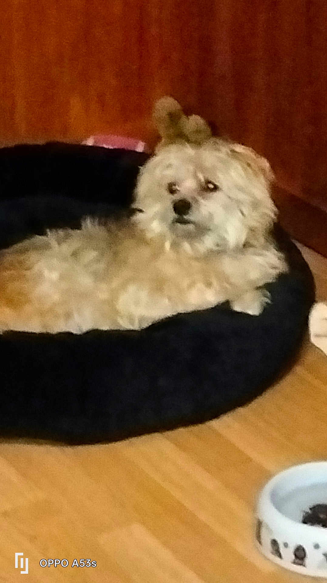 Maxou a rejoint le concours — aidez-le/la à gagner de superbes lots ! dog, pet, small_dog, fluffy, pet_bed, black_bed, food_bowl, hardwood_floor, wood_paneling, indoor, low_light, grainy, closeup, looking_up, side_eye, domestic_pet, living_space, fur, resting, bedroom