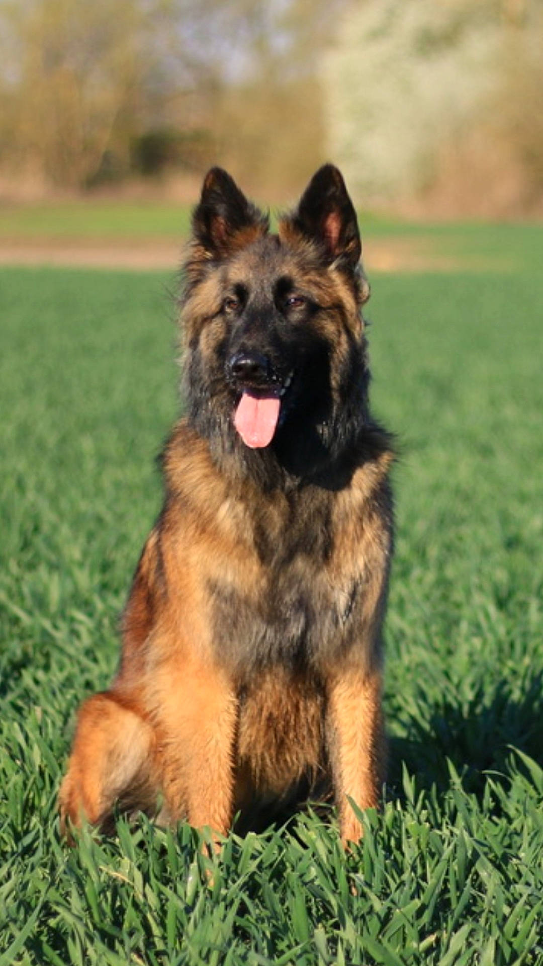 Nalia participe au concours pour gagner de l'argent avec cette photo : canidae, carnivore, companion_dog, dog, dog_breed, east_european_shepherd, fawn, german_shepherd_dog, grass, guard_dog, herding_dog, king_shepherd, old_german_shepherd_dog, plant, snout, sporting_group, terrestrial_animal, tervuren, working_dog