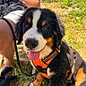 Brigitte a rejoint le concours — aidez-le/la à gagner de superbes lots ! dog, puppy, bernese_mountain_dog, orange_harness, grass, outdoor, person, legs, hand, leash, sunlight, happy, tongue_out, black_fur, white_fur, brown_fur, sitting, animal, nature, summer