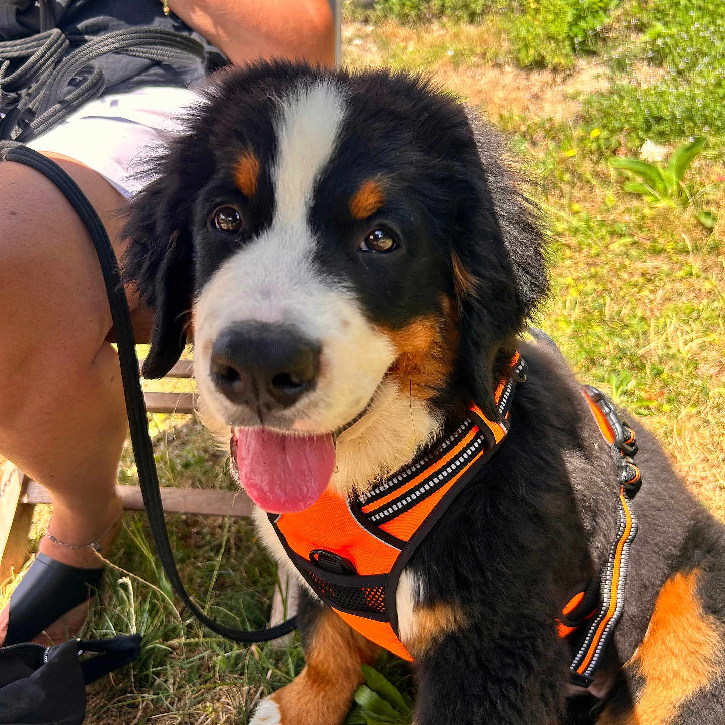 Brigitte a rejoint le concours — aidez-le/la à gagner de superbes lots ! dog, puppy, bernese_mountain_dog, orange_harness, grass, outdoor, person, legs, hand, leash, sunlight, happy, tongue_out, black_fur, white_fur, brown_fur, sitting, animal, nature, summer