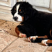 Brigitte participe au concours pour gagner de l'argent avec cette photo : bernese_mountain_dog, puppy, dog, indoor, tile_floor, white_cabinet, fur, paw, lying_down, cute, pet, animal, curious, soft, young, domestic, companion, resting, house, floor