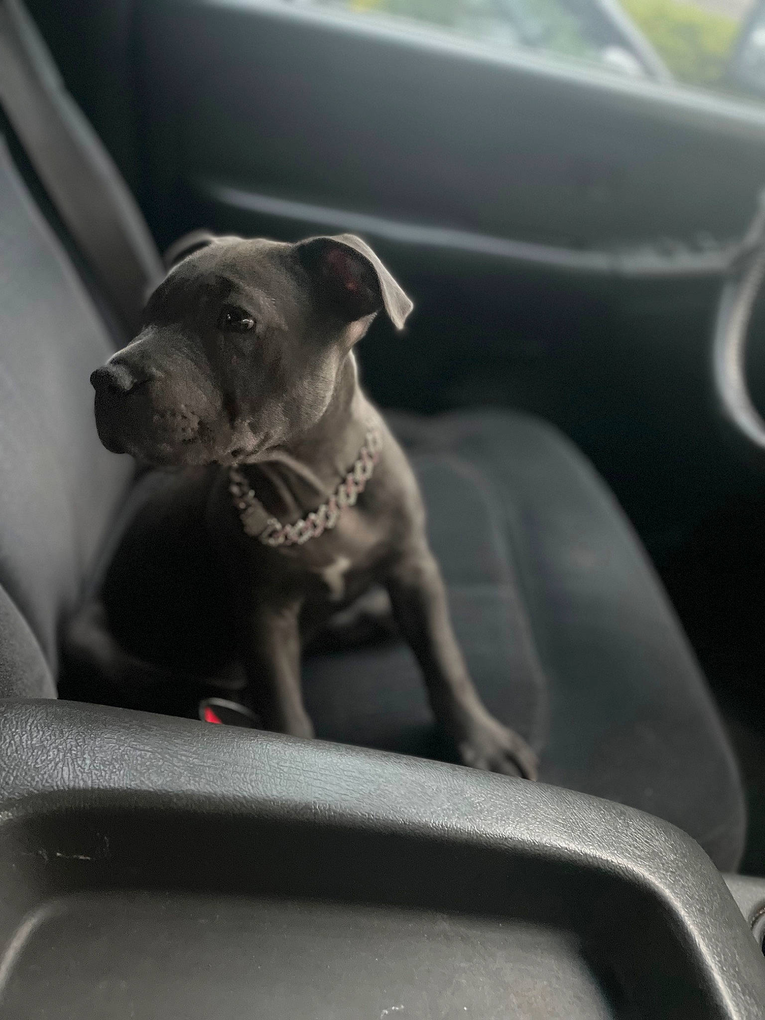 Chanel is registered to the contest to win money with this photo: auto_part, automotive_design, automotive_exterior, car, car_seat, carnivore, collar, companion_dog, dog, dog_breed, dog_collar, family_car, fawn, grey, motor_vehicle, snout, toy_dog, vehicle, vehicle_door, working_animal