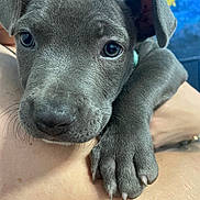 Gabby joined the competition — help win amazing prizes! animal, bodypart, bulldog, canine, dog, face, finger, greatdane, hand, head, hound, labradorretriever, person, pet, pitbull, pointer, puppy, snout, terrier, whitedog
