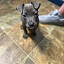 Gabby is registered to the contest to win money with this photo: accessories, animal, bulldog, canine, clothing, dog, footwear, hardwood, indoors, labradorretriever, pants, person, pet, puppy, runningshoe, shoe, sneaker, snout, strap, wood