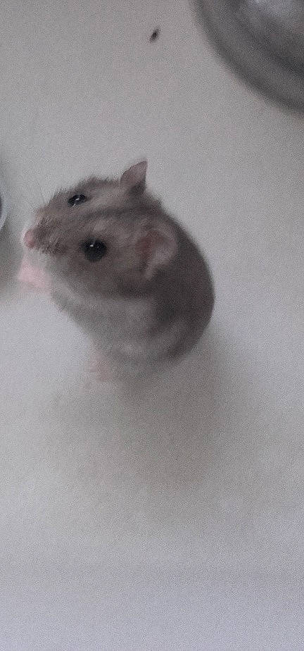 Styl  participe au concours pour gagner de l'argent avec cette photo : beige, chinchilla, degu, dormouse, eye, fawn, gerbil, hamster, jerboa, mouse, muridae, muroidea, pest, rodent, skin, snout, whiskers