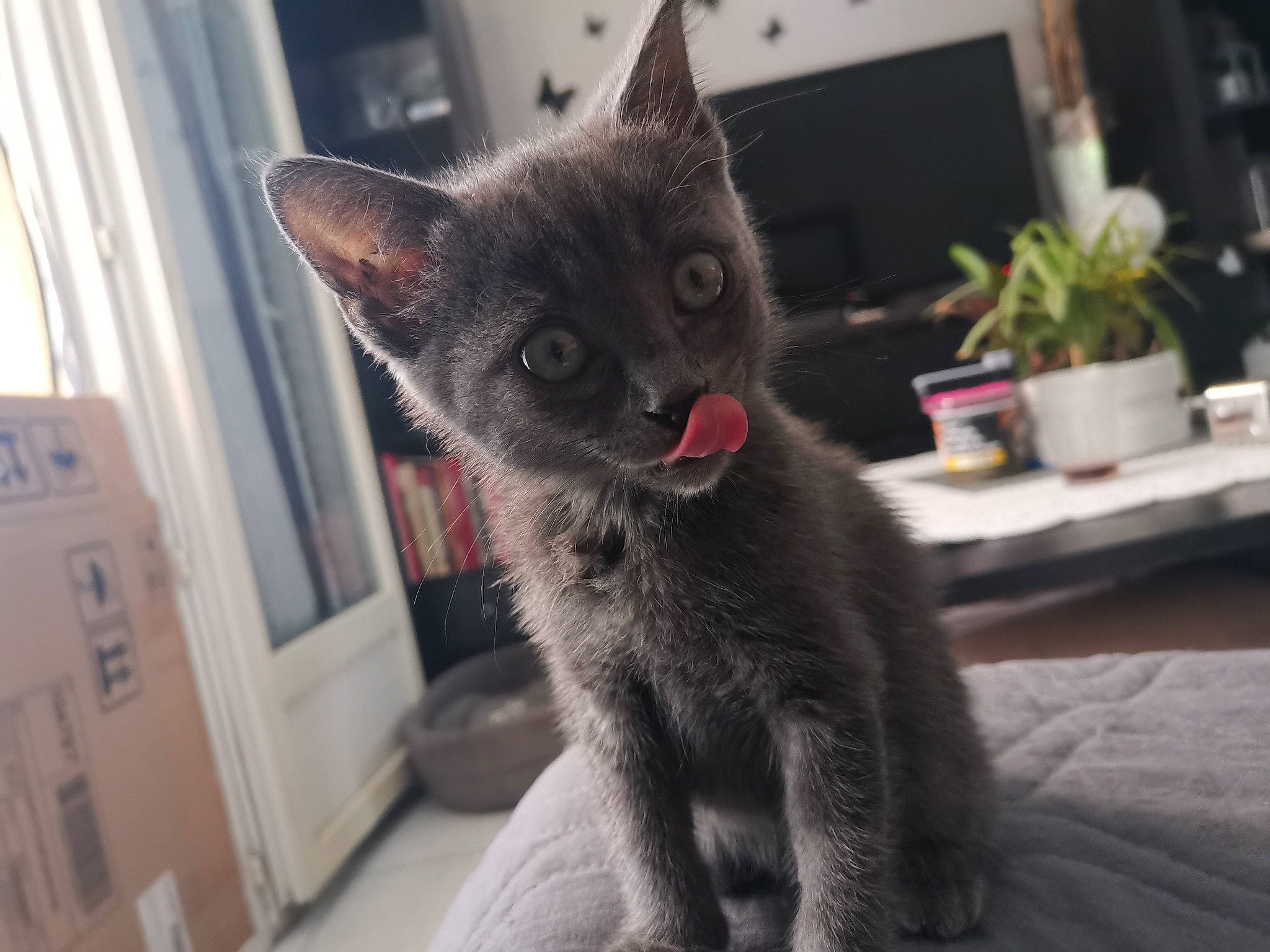 Pumba participe au concours pour gagner de l'argent avec cette photo : asian, black_cat, carnivore, cat, chartreux, domestic_short_haired_cat, european_shorthair, felidae, fur, german_rex, kitten, korat, mammal, nebelung, russian_blue, small_to_medium_sized_cats, snout, vertebrate, whiskers