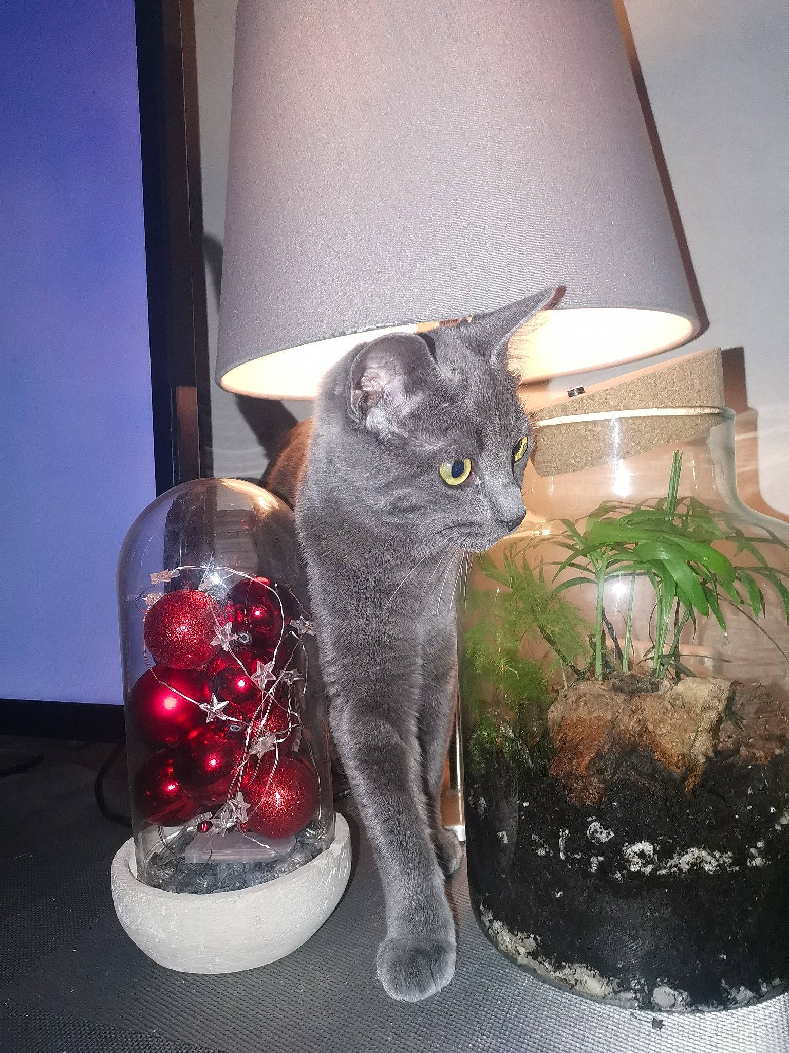 Pumba participe au concours pour gagner de l'argent avec cette photo : british_shorthair, carnivore, cat, chartreux, domestic_short_haired_cat, felidae, korat, russian_blue, small_to_medium_sized_cats, whiskers