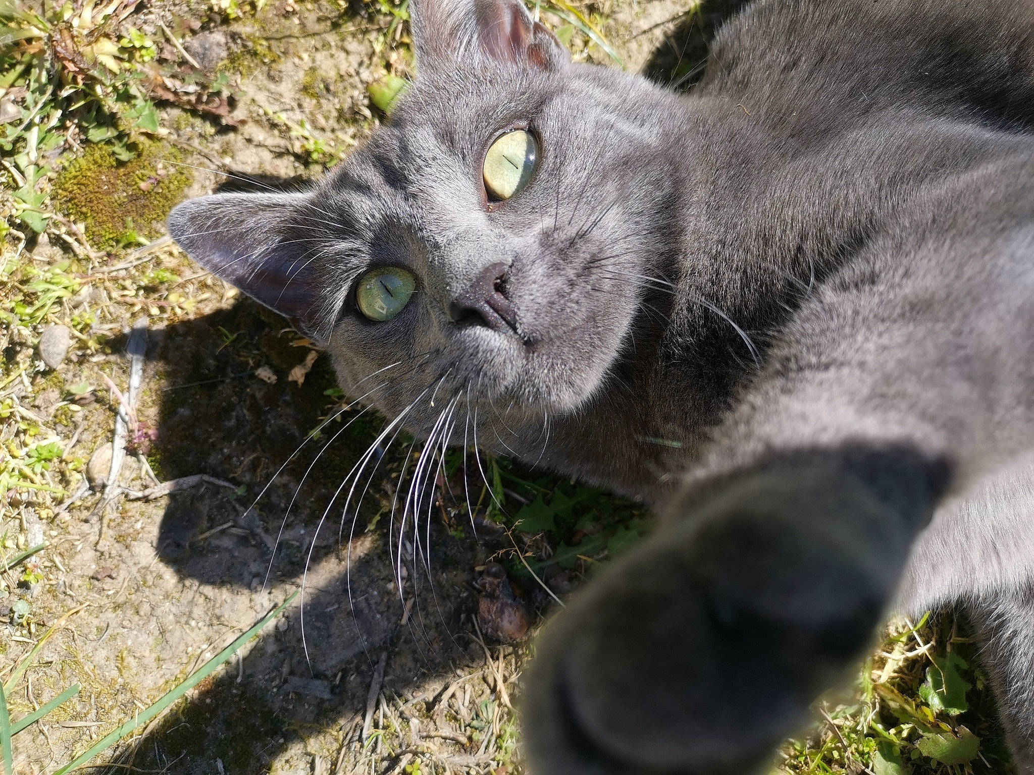 Pumba participe au concours pour gagner de l'argent avec cette photo : british_shorthair, carnivore, cat, chartreux, close_up, domestic_short_haired_cat, european_shorthair, eye, felidae, fur, grass, korat, nebelung, nose, polydactyl_cat, russian_blue, small_to_medium_sized_cats, snout, whiskers, wild_cat