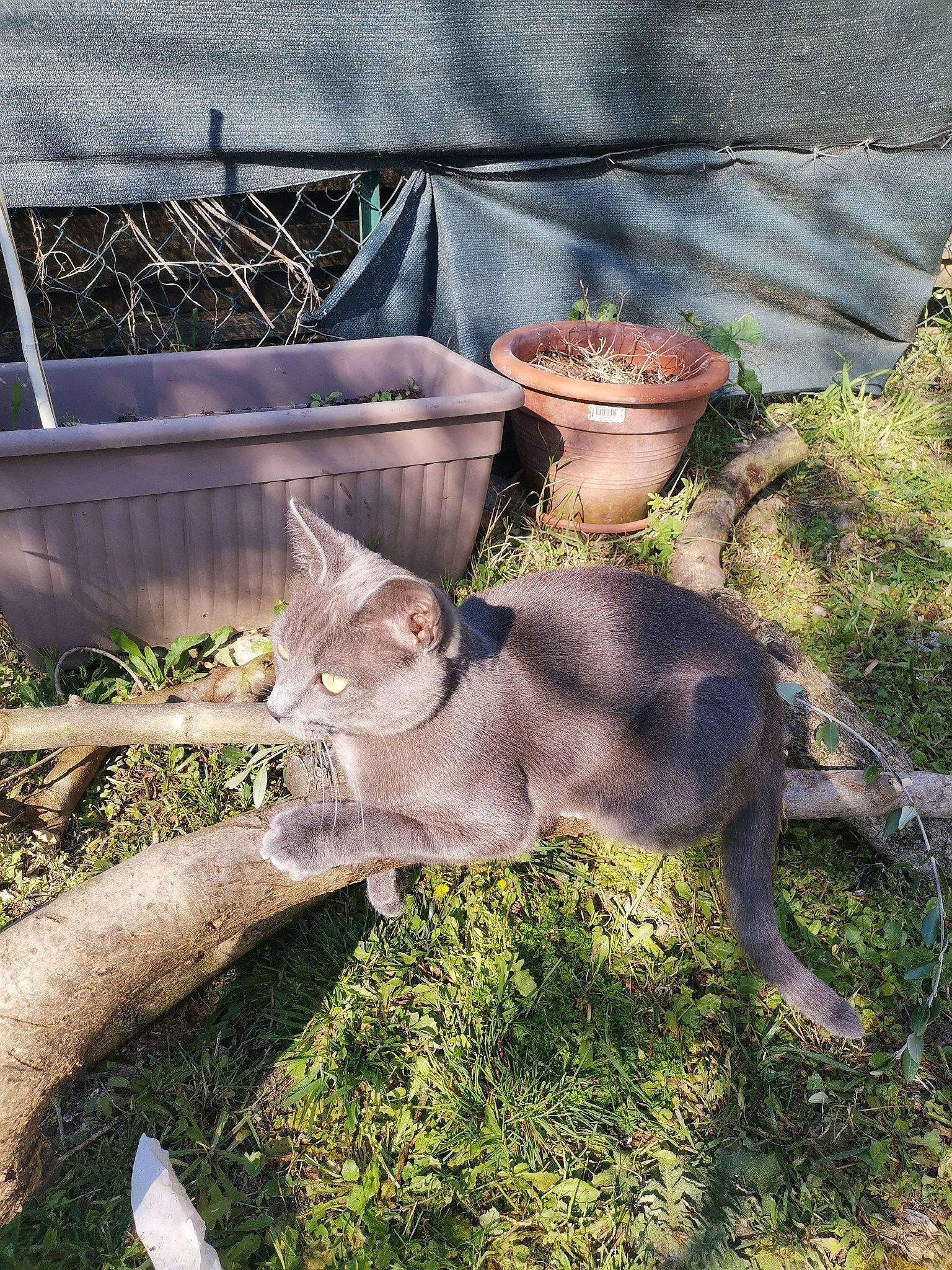 Pumba participe au concours pour gagner de l'argent avec cette photo : canidae, carnivore, cat, czechoslovakian_wolfdog, fawn, felidae, grass, kangaroo, kitten, macropodidae, mammal, marsupial, small_to_medium_sized_cats, wildlife, wolfdog