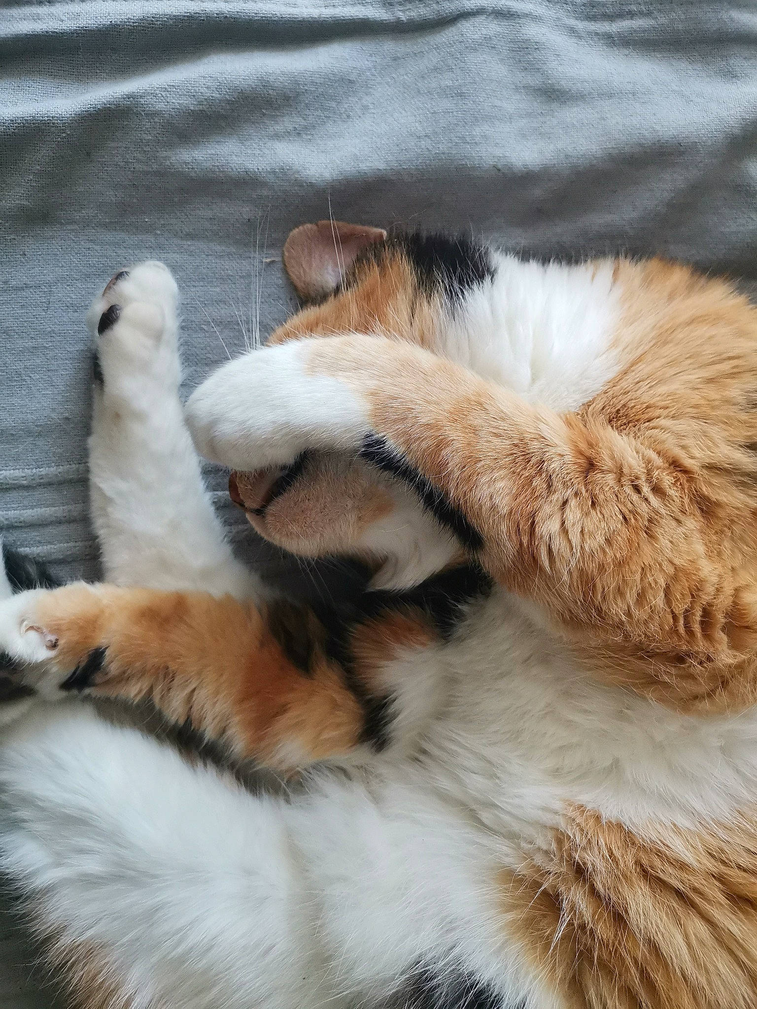 Tika participe au concours pour gagner de l'argent avec cette photo : canidae, carnivore, cat, claw, felidae, fur, nap, paw, polydactyl_cat, sleep, small_to_medium_sized_cats, snout, tail, whiskers