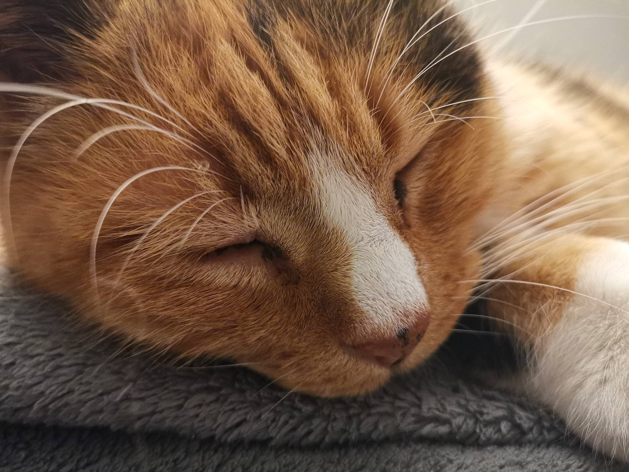 Tika a rejoint le concours — aidez-le/la à gagner de superbes lots ! aegean_cat, carnivore, cat, close_up, european_shorthair, felidae, fur, mammal, nap, nose, paw, sleep, small_to_medium_sized_cats, snout, tabby_cat, whiskers