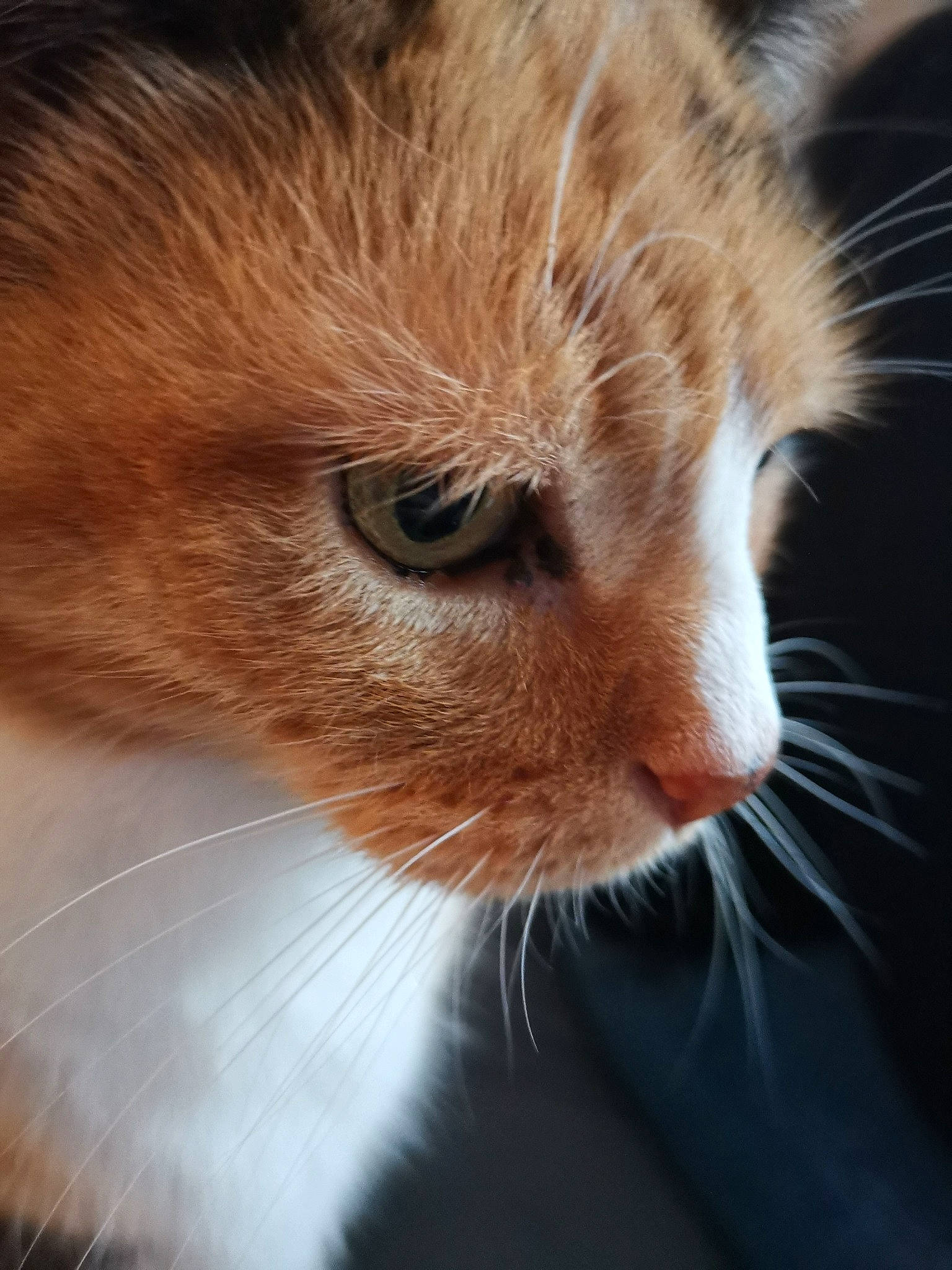 Tika participe au concours pour gagner de l'argent avec cette photo : aegean_cat, carnivore, cat, close_up, ear, european_shorthair, eye, fawn, felidae, fur, kitten, mammal, nose, photography, small_to_medium_sized_cats, snout, tabby_cat, whiskers