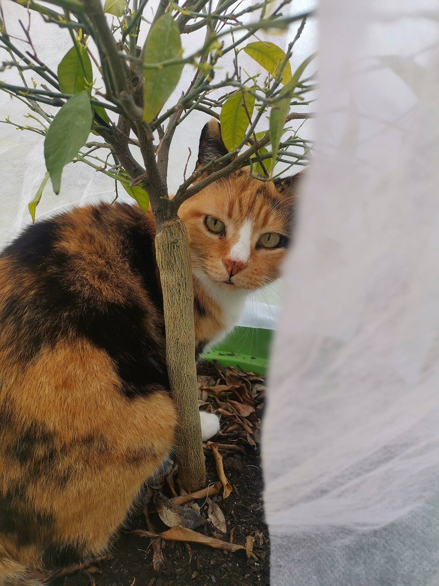 Tika a rejoint le concours — aidez-le/la à gagner de superbes lots ! aegean_cat, carnivore, cat, domestic_short_haired_cat, european_shorthair, felidae, fur, kitten, plant, small_to_medium_sized_cats, tabby_cat, tree, whiskers