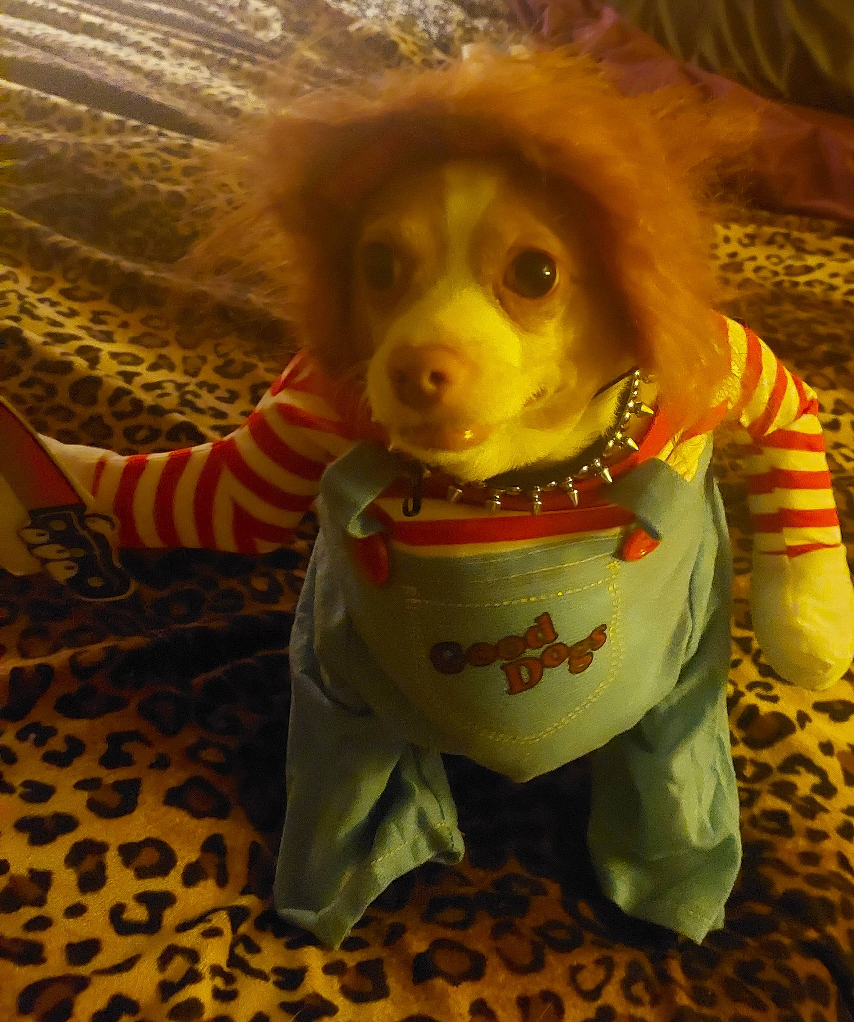 Dobbie joined the competition — help win amazing prizes! canidae, carnivore, companion_dog, dog, dog_breed, dog_clothes, dog_supply, doll, fawn, fur, personal_protective_equipment, snout, sporting_group, stuffed_toy, sunglasses, toy, toy_dog, whiskers, working_animal, yellow