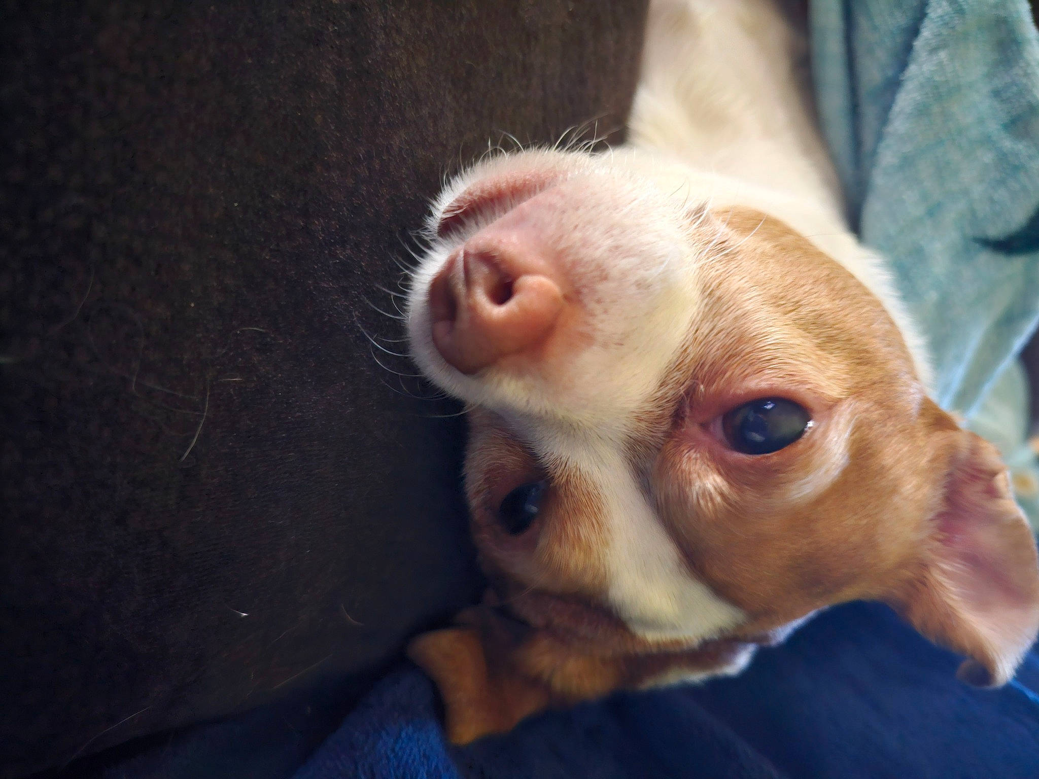 Dobbie joined the competition — help win amazing prizes! canidae, carnivore, companion_dog, dog, dog_breed, ear, fawn, fur, snout, sporting_group, sunglasses, toy_dog, whiskers, working_animal