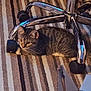 Maple joined the competition — help win amazing prizes! cat, tabby, striped_rug, office_chair, wheel, carpet, floor, indoor, pet, feline, curious, home, cable, cozy, animal, resting, domestic, brown, gray, white
