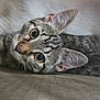 cat, tabby_cat, pet, animal, feline, close_up, lying_down, cute, whiskers, ears, eyes, fur, domestic_animal, indoor, soft_light, portrait, curious, relaxed, mammal, young_cat
