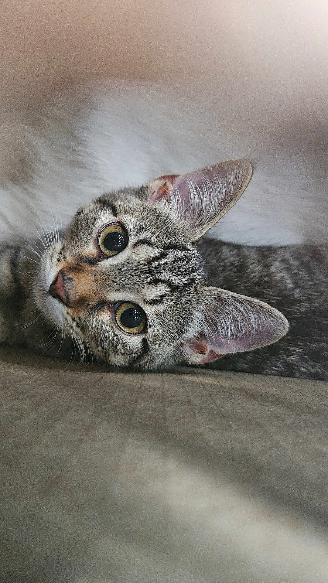 Maple is registered to the contest to win money with this photo: cat, tabby_cat, pet, animal, feline, close_up, lying_down, cute, whiskers, ears, eyes, fur, domestic_animal, indoor, soft_light, portrait, curious, relaxed, mammal, young_cat