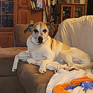 Rocco is registered to the contest to win money with this photo: dog, couch, blanket, plush_toy, living_room, furniture, wooden_cabinet, photograph, cozy, pet, relaxed, indoor, home, canine, brown, white, comfortable, resting, domestic, animal