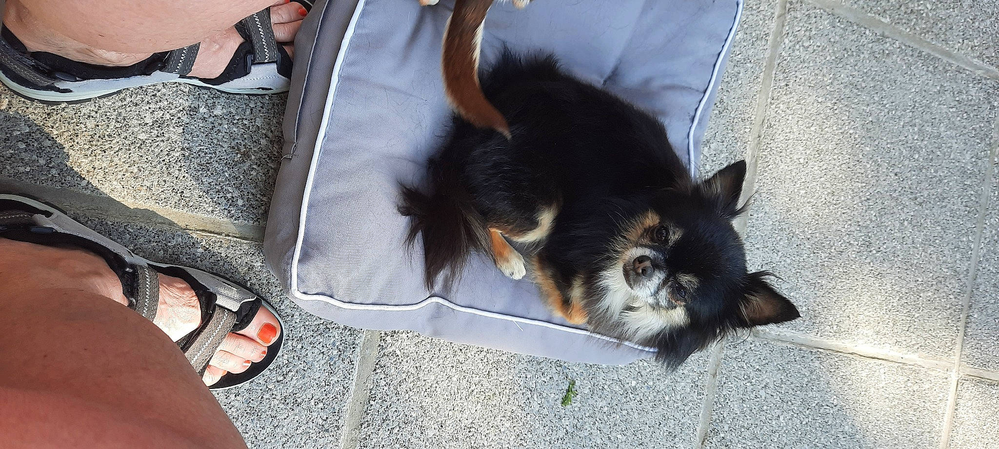 Puceron a rejoint le concours — aidez-le/la à gagner de superbes lots ! automotive_tire, bag, carnivore, cat, comfort, companion_dog, dog_breed, domestic_short_haired_cat, felidae, foot, fur, human_leg, luggage_and_bags, road_surface, sitting, small_to_medium_sized_cats, snout, tail, tree, whiskers