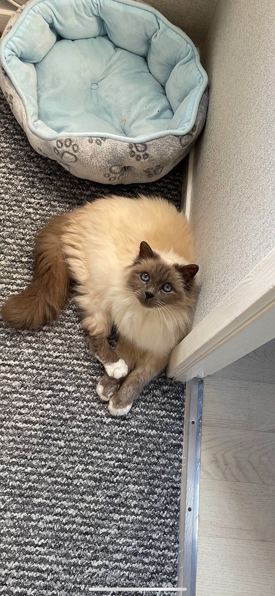 Birley joined the competition — help win amazing prizes! bag, balinese, birman, carnivore, cat, claw, comfort, companion_dog, fawn, felidae, flooring, fur, hardwood, ragdoll, siamese, sitting, small_to_medium_sized_cats, tail, whiskers, wood