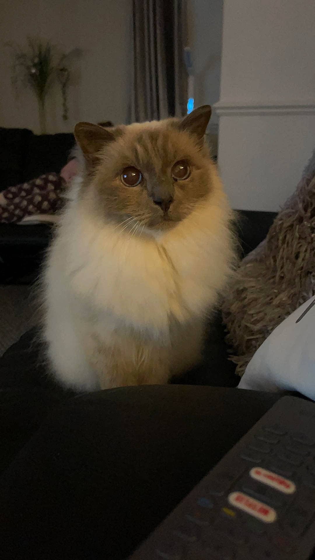 Birley is registered to the contest to win money with this photo: box, carnivore, cat, fawn, felidae, flooring, fur, hardwood, houseplant, ragdoll, small_to_medium_sized_cats, snout, tail, whiskers, wood